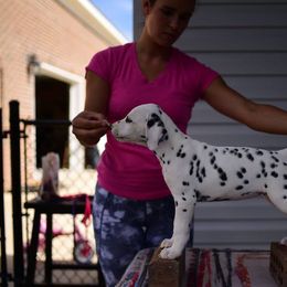 Dalmatian Puppies from CountrySide Dalmatians