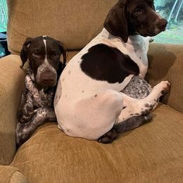 German Shorthaired Pointer Puppies from New England Premier GSPs