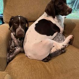 German Shorthaired Pointer Puppies from New England Premier GSPs