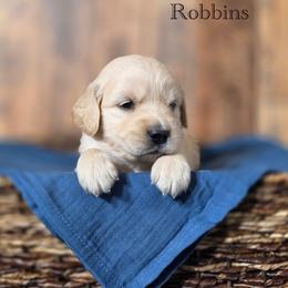 Robbins - Golden male Golden Retriever puppy in Fruitland, Idaho from Bethel Retrievers