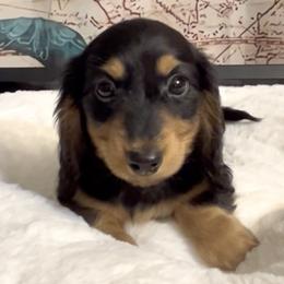 Max's Black and Tan Boy - Black and tan male Dachshund puppy in Kalama, Washington from Dazzling Doxies