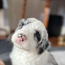 Sheepadoodle Puppies from Life Unleashed Farm