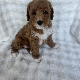 Angelica - Red  female Goldendoodle puppy in Bountiful, Utah from Lady's Liberty Litter