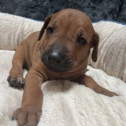 Rhodesian Ridgeback Puppies from blueridgebacks