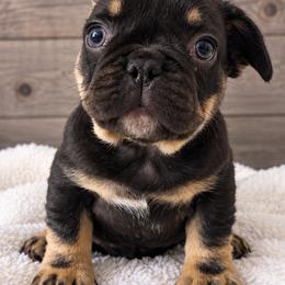 Sookie - Black and tan female French Bulldog puppy in Warm Springs, Arkansas from State Line Dachshunds & Frenchies