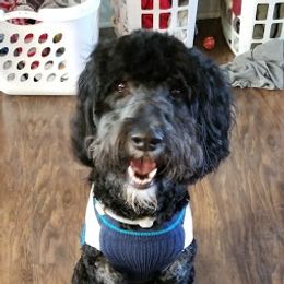 Claire - Goldendoodle