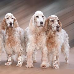 English Setters from Jada English Setters