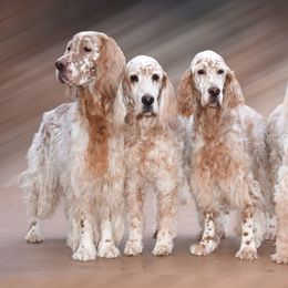 English Setters from Jada English Setters