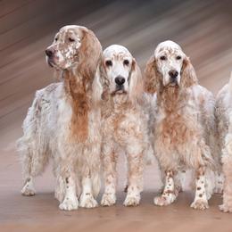 English Setters from Jada English Setters