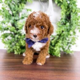 Ski - navy collar boy - Red male Cavapoo puppy in Melbourne, Florida from Space Coast Doodle Co.