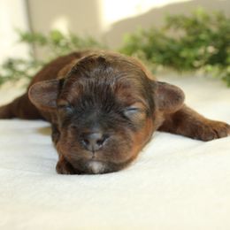 Freddie - Red and white male Shihpoo puppy in Mifflintown, Pennsylvania from Curls & Paws Canines