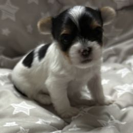 Flynn AKC - Parti male Yorkshire Terrier puppy in Labelle, Florida from Chocolate and Parti Yorkies in Florida