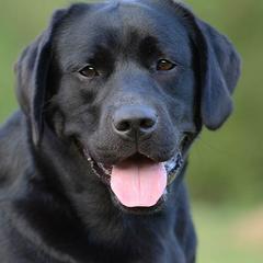Labrador Retrievers from Cinnamire Labradors