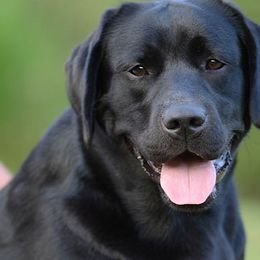 Labrador Retrievers from Cinnamire Labradors