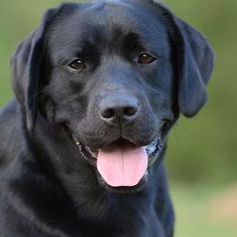 Labrador Retrievers from Cinnamire Labradors