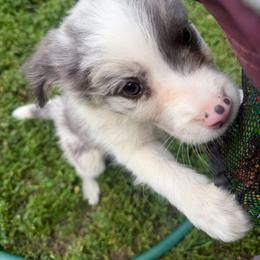 Joker - Slate merle male Border Collie puppy in Crawfordsville, Indiana from Rescued Dreams Border Collies