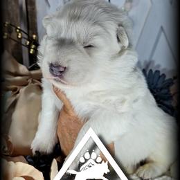 Francis - White female German Shepherd puppy in Sequim, Washington from German Shepherd Haus