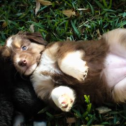 Australian Shepherd Puppies from Forte Australian Shepherds & Co.