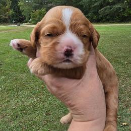 Brody - Red male Cocker Spaniel puppy in Florence, South Carolina from Reddick's American Cocker Spaniels