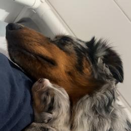 Australian Shepherd Puppies from Dream E River Ranch