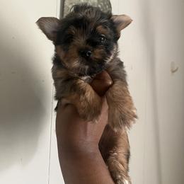 Lucky - Merle male Yorkipoo puppy in Gastonia, North Carolina from Dynasty Kennel