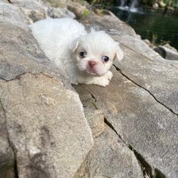 AKC Cherish - Pekingese puppy from Imperial Pekingese
