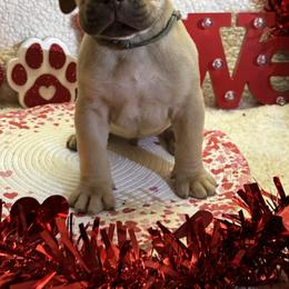Liver - Brown male Boerboel puppy in Flemingsburg, Kentucky from Aussgardian Boerboels