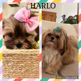 Shih Tzu and Yorkshire Terrier Puppies from Yuma Yorkie Town