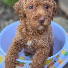 Daisy - Red female Labradoodle puppy in English, Indiana from Doodle Darlings