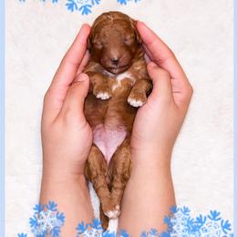 December - Red  female Goldendoodle puppy in Kissimmee, Florida from Poodle Doodle Kennels