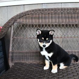 Girl 3 - female Shiba Inu puppy in Arcola, Illinois from Highline Puppies