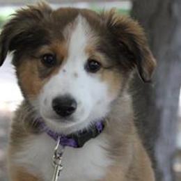 English Shepherd Puppies from Mondurles English Shepherds