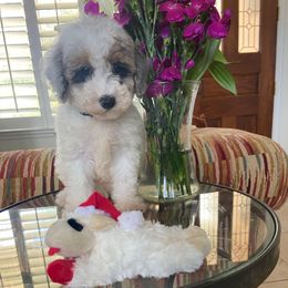 Billy - Tri-color male Cavapoo puppy in Los Angeles, California from Myles Barnum