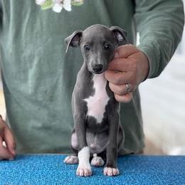 Boy 2 - Blue male Italian Greyhound puppy in Sugar Valley, Georgia from Pinnacle Farm and Kennel