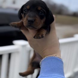 Black and Tan Female 2 - Black and tan female Dachshund puppy in Blackstone, Virginia from Cheyenne's Dachshunds