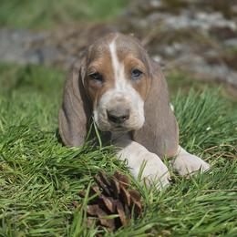 Moonstone - Grey collar - Blue tan and white male Basset Hound puppy in Valley, Washington from Peaceful Valley Paws