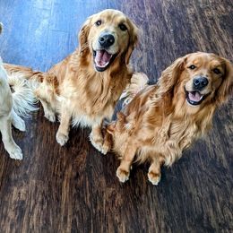Golden Retrievers from SW Retrievers