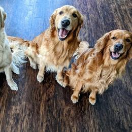 Golden Retrievers from SW Retrievers