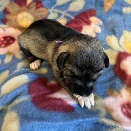 Miniature Schnauzer Puppies from Sweet Home Schnauzers