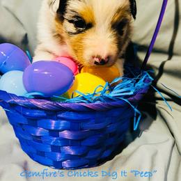 Peep - Blue merle male Australian Shepherd puppy in Muncie, Indiana from Gemfire Australian Shepherds