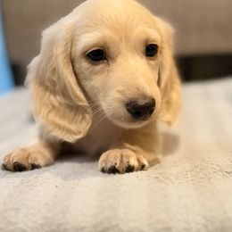 Little cream boy - Cream male Dachshund puppy in Pacific, Washington from Han&Jan Doxie’s