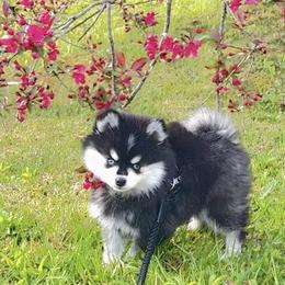 Pomskies from Blue Water Pomskies