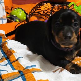 Elvira - Black and tan Dachshund puppy in Jesup, Georgia from Brotts Fur Babies