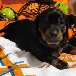 Elvira - Black and tan Dachshund puppy in Jesup, Georgia from Brotts Fur Babies