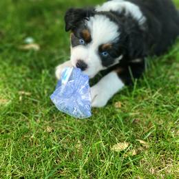 Miniature Australian Shepherd and Toy Australian Shepherd Puppies from Son Shine Farm