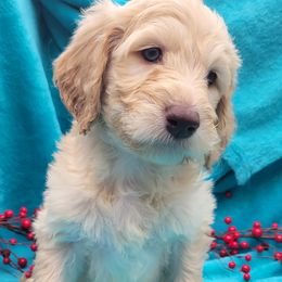 Labradoodle Puppies from 101 Labradoodles