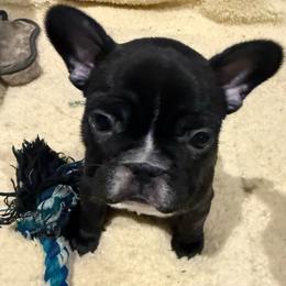 Vixon - Tricolors female French Bulldog puppy in Greenville, Texas from Big Bullies N Texas