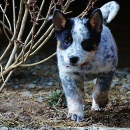 Australian Cattle Dog Puppies from RnB Cattle Dogs