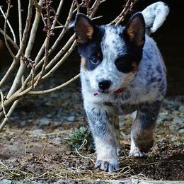 Australian Cattle Dog Puppies from RnB Cattle Dogs