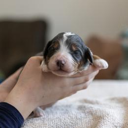 Nordic - Family Raised - Blue merle male Bernedoodle puppy in Eureka, Illinois from Joley Aire Family Dogs